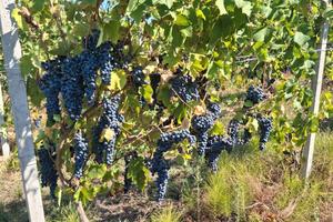Azienda agricola + vigneti + fabbricati Val Tidone