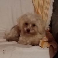 Cuccioli Mini Maltese