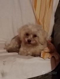 Cuccioli Mini Maltese