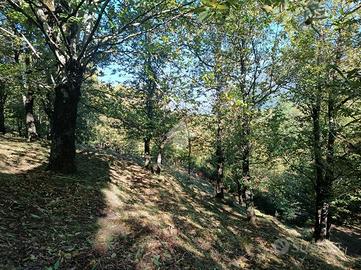 TER. AGRICOLO A SERINO