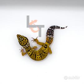 Geco Leopardino