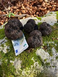 Tartufo estivo fresco