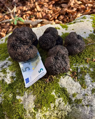 Tartufo estivo fresco