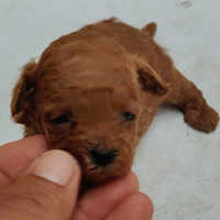 Cuccioli di barboncino mini mini toy color red
