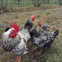 Uova da cova Robusta Maculata