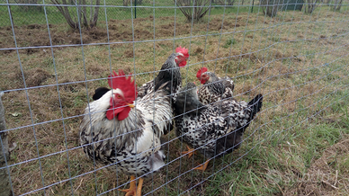 Uova da cova Robusta Maculata