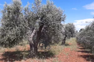 Oliveto di 3 ettari con progetto per costruire