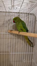 Parrocchetto dal collare