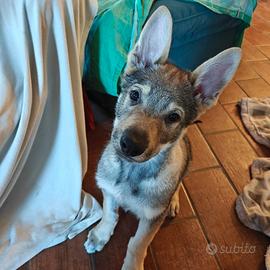 2 cuccioli maschi di Lupo Cecoslovacco