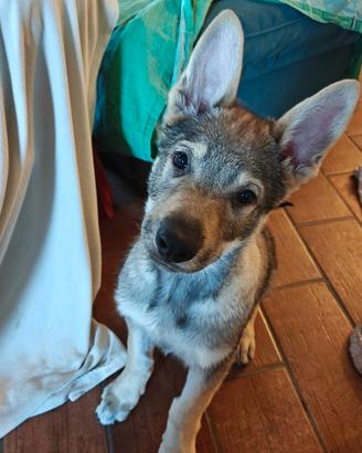 2 cuccioli maschi di Lupo Cecoslovacco