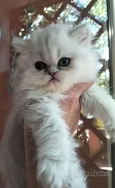 Persiani chinchilla