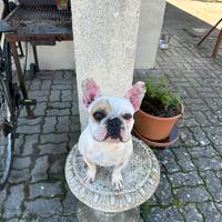 Accoppiare bulldog francese