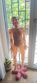 Il Corpo Umano RBA modello+riviste