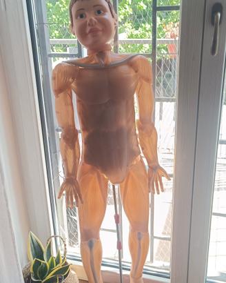 Il Corpo Umano RBA modello+riviste