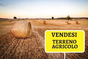 Terreno agricolo - Pietracatella