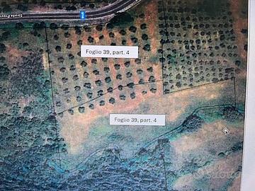 Oliveto più seminativo