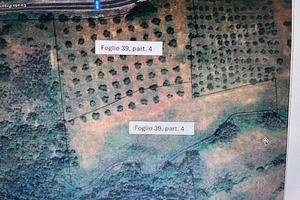 Oliveto più seminativo