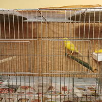 Canarini malinois