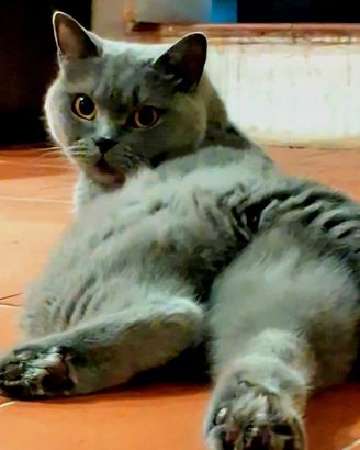 Brittish shorthair e longhair