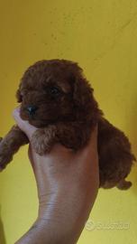 Barboncini maschi toy