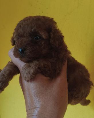Barboncini maschi toy