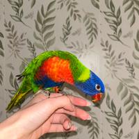 Pappagallo Lorichetto Arcobaleno Femmina