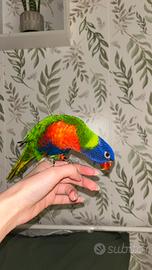 Pappagallo Lorichetto Arcobaleno Femmina