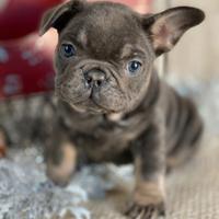 Cuccioli di bulldog francesi Maschi colore blu