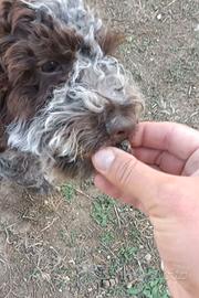 Cucciolo di Lagotto Romagnolo con Pedigree