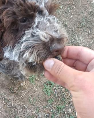 Cucciolo di Lagotto Romagnolo con Pedigree
