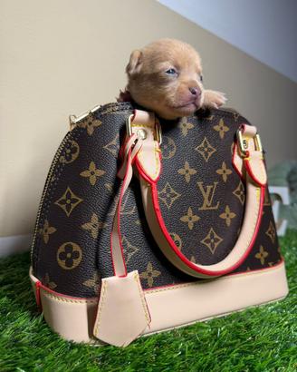 Chihuahua toy maschi e femmine
