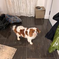 Cavalier king per monta