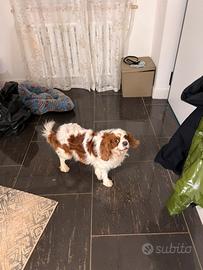 Cavalier king per monta