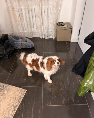Cavalier king per monta