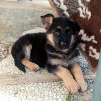 Pastore tedesco cuccioli