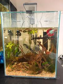 Acquario 30 lt con Betta