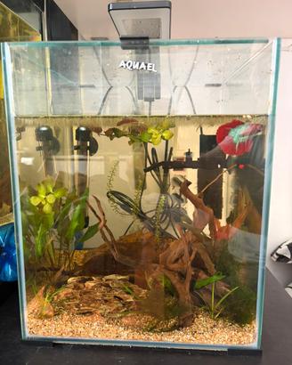 Acquario 30 lt con Betta