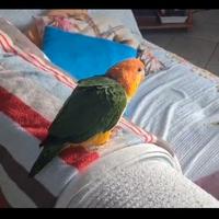 Caicco fianchi gialli allevato a mano