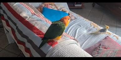 Caicco fianchi gialli allevato a mano