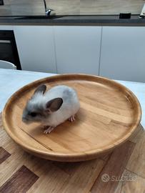 Cuccioli di cincillà
