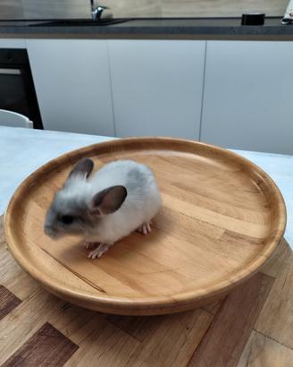 Cuccioli di cincillà