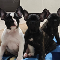 Cuccioli di bulldog francese