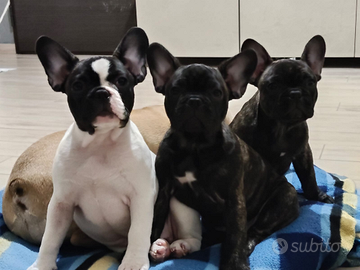 Cuccioli di bulldog francese