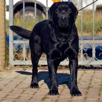 Maschio di Labrador Retriever
