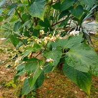 Piantini di clerodendro