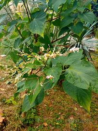 Piantini di clerodendro