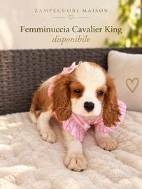 Splendida cucciola Cavalier King Charles femmina