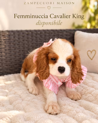 Splendida cucciola Cavalier King Charles femmina