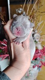 Bulldog francese maschietti