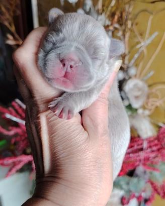 Bulldog francese maschietti